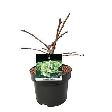 Ginkgo biloba 'Mariken'