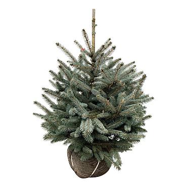 Picea pungens 'Super Blue Seedling'