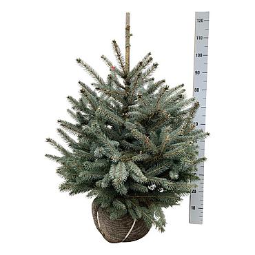 Picea pungens 'Super Blue Seedling'