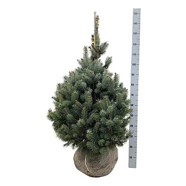 Picea pungens 'Super Blue Seedling'
