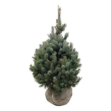 Picea pungens 'Super Blue Seedling'