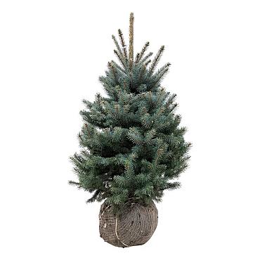 Picea pungens 'Super Blue Seedling'