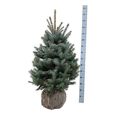 Picea pungens 'Super Blue Seedling'