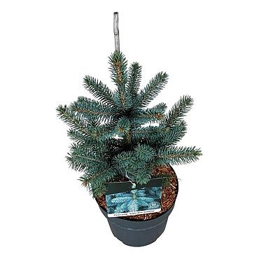 Picea pungens 'Super Blue Seedling'