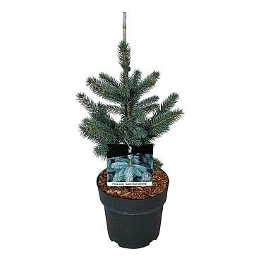 Picea pungens 'Super Blue Seedling'