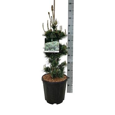 Pinus parviflora 'Negishi'