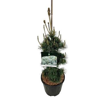 Pinus parviflora 'Negishi'