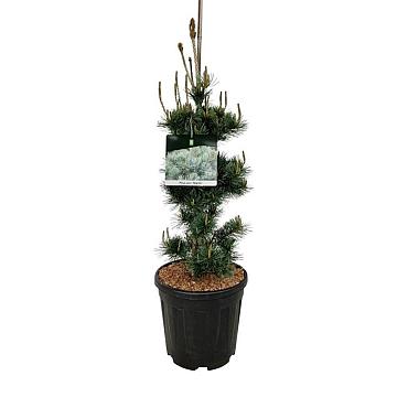 Pinus parviflora 'Negishi'