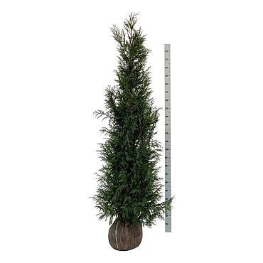 Thuja pl. 'Martin'
