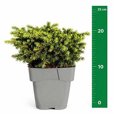 Picea abies 'Little Gem'