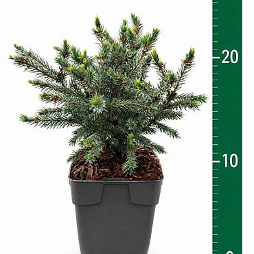Picea glauca 'Echiniformis'