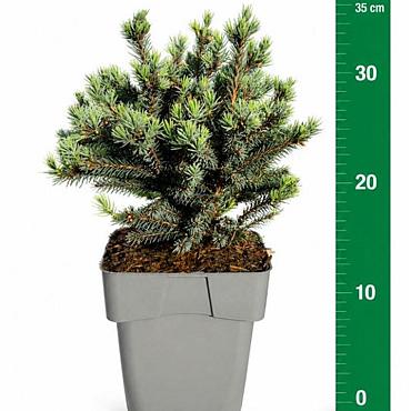 Picea glauca 'Echiniformis'