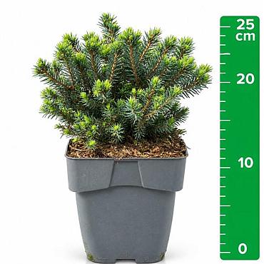 Picea glauca 'Echiniformis'