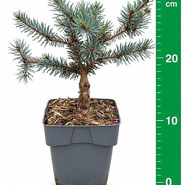 Picea pungens 'Karpaten'