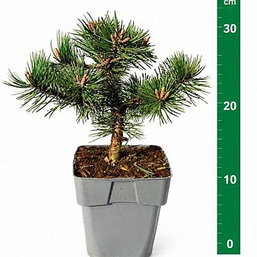 Pinus mugo 'Humpy'