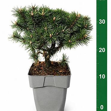 Pinus mugo 'Humpy'