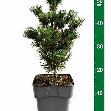 Pinus parviflora 'Negishi'