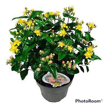 Hypericum 'Miracle Blossom'