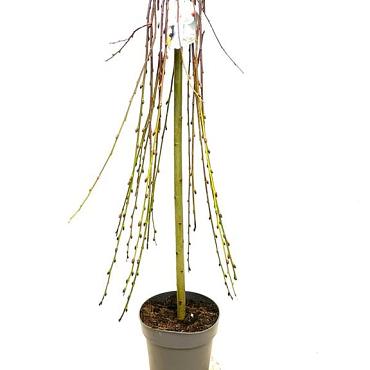 Salix caprea 'Kilmarnock'