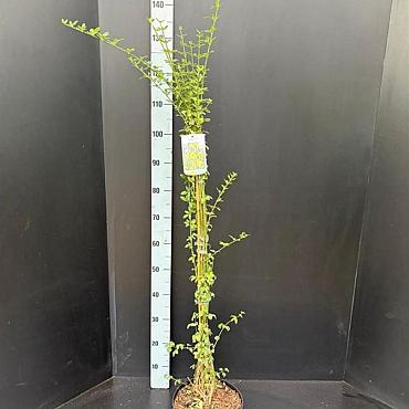 Jasminum nudiflorum
