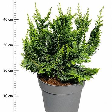 Chamaecyparis o. 'Teddy Bear'