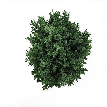 Juniperus chin. 'Stricta'