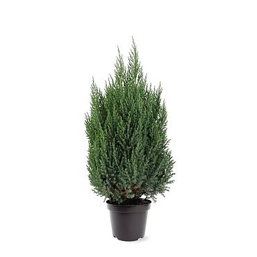 Juniperus chin. 'Stricta'