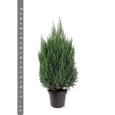Juniperus chin. 'Stricta'