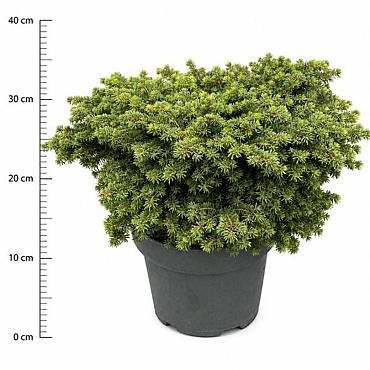 Picea abies 'Little Gem'