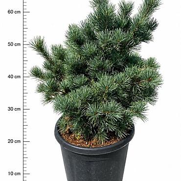 Pinus parviflora 'Negishi'