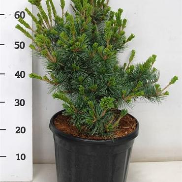 Pinus parviflora 'Negishi'