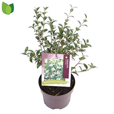 Osmanthus burkwoodii