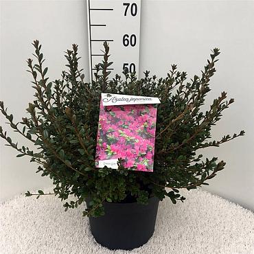 Rhododendron (AJ) 'Amoena'