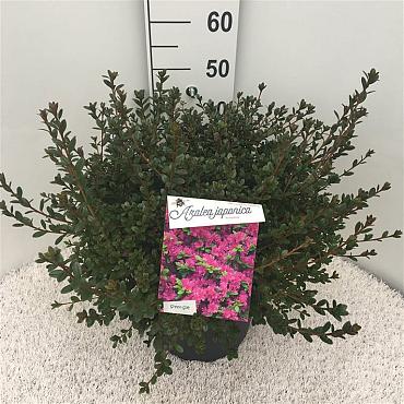 Rhododendron (AJ) 'Amoena'