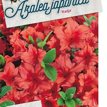 Rhododendron (AJ) 'Radja'