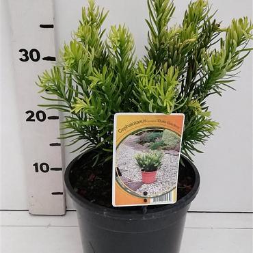 Cephalotaxus h. 'Duke Gardens'