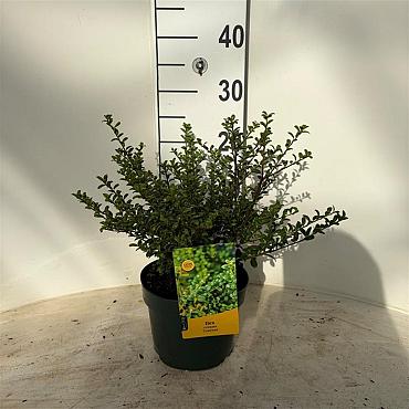 Ilex crenata 'Glory Gem'