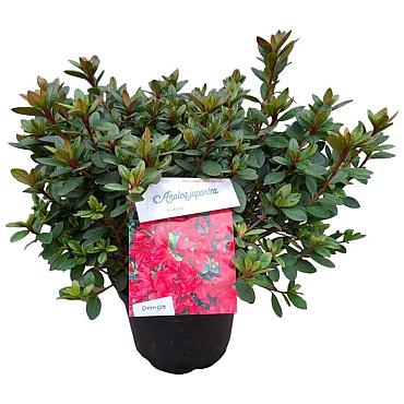 Rhododendron (AJ) 'Arabesk'