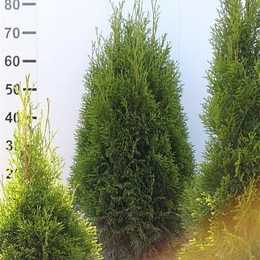 Thuja occ. 'Smaragd'