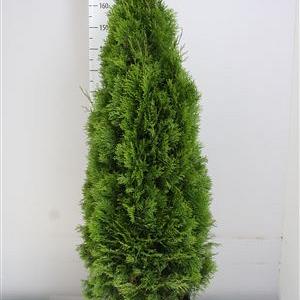 Thuja occ. 'Smaragd'