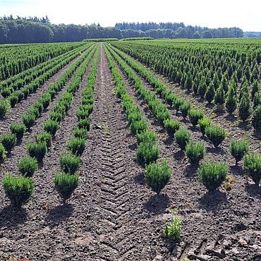Taxus media ' Rising Star' 