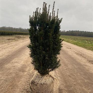 Taxus media ' Rising Star' 