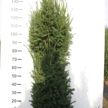 Taxus media ' Rising Star' 