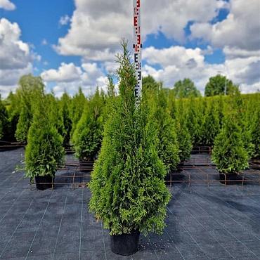 Thuja occ. 'Smaragd'