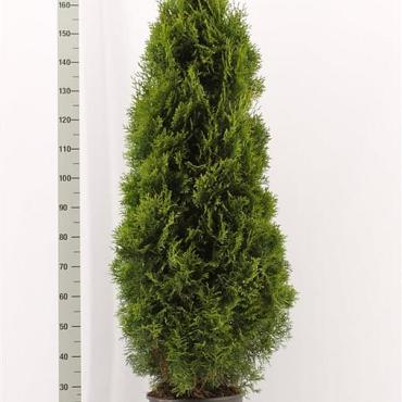 Thuja occ. 'Smaragd'