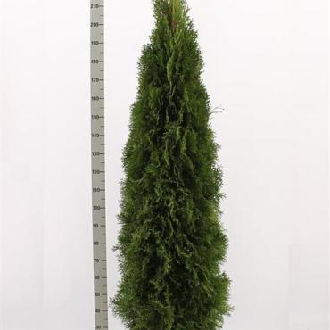 Thuja occ. 'Smaragd'