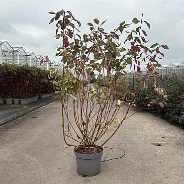 Cornus alba 'Sibirica Variegata'