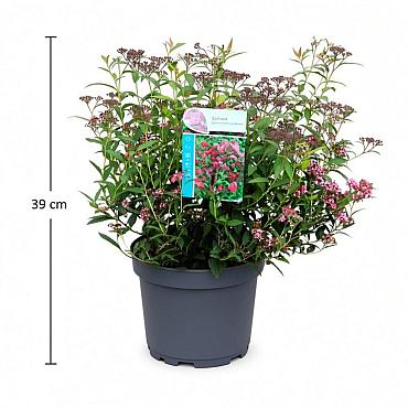 Spiraea japonica 'Anthony Waterer'