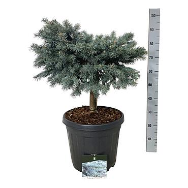 Picea pungens 'Karpaten'