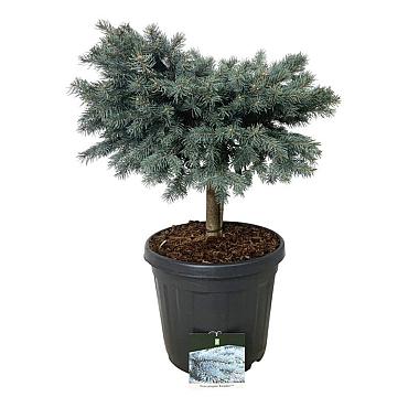 Picea pungens 'Karpaten'